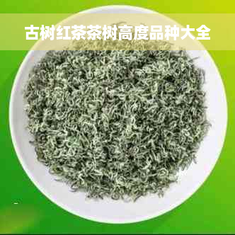 古树红茶茶树高度品种大全