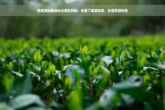 荞麦茶的健益处与潜在风险：全面了解其功效、作用及副作用