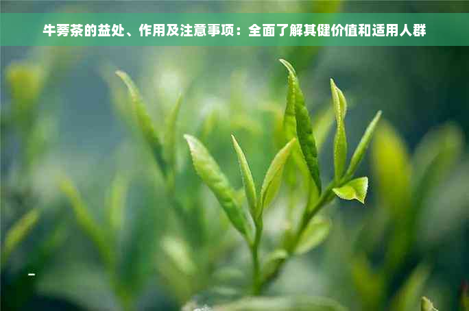 牛蒡茶的益处、作用及注意事项：全面了解其健价值和适用人群