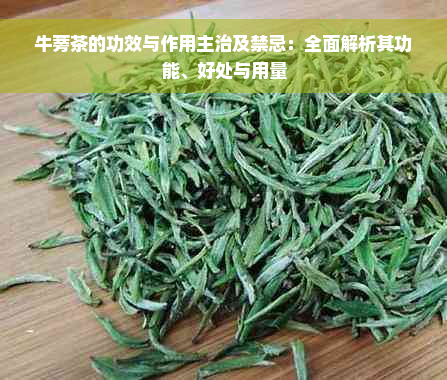 牛蒡茶的功效与作用主治及禁忌：全面解析其功能、好处与用量