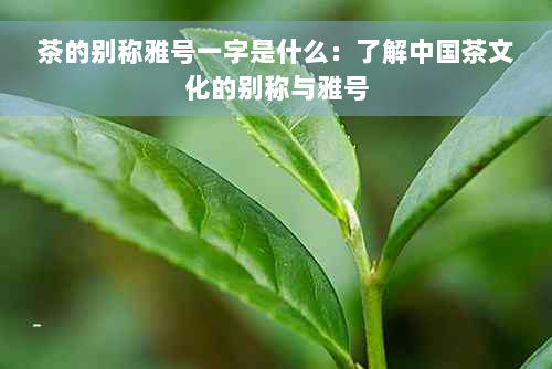 茶的别称雅号一字是什么：了解中国茶文化的别称与雅号