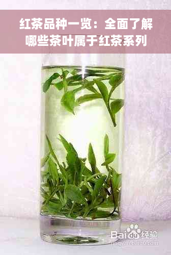 红茶品种一览：全面了解哪些茶叶属于红茶系列