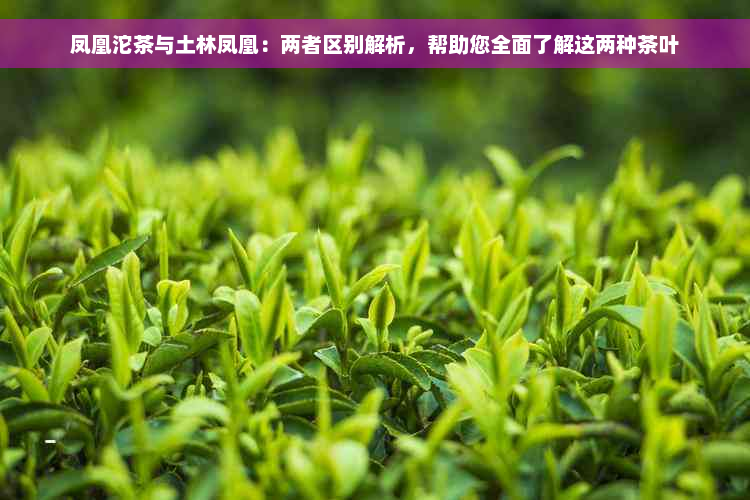 凤凰沱茶与土林凤凰：两者区别解析，帮助您全面了解这两种茶叶