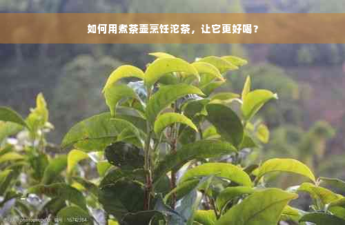 如何用煮茶壶烹饪沱茶，让它更好喝？