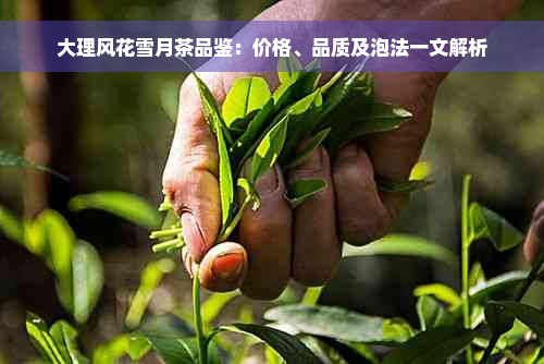 大理风花雪月茶品鉴：价格、品质及泡法一文解析