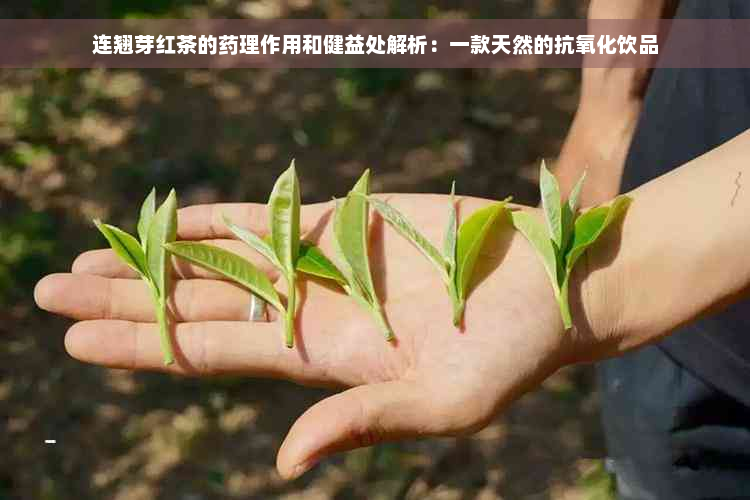 连翘芽红茶的药理作用和健益处解析：一款天然的抗氧化饮品