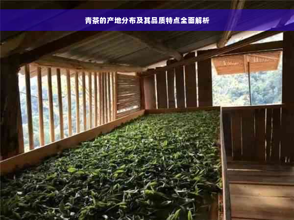 青茶的产地分布及其品质特点全面解析