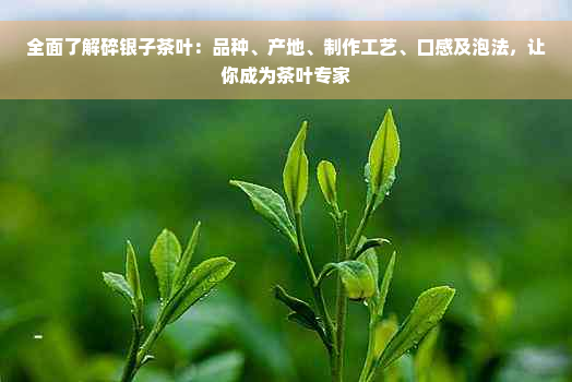 全面了解碎银子茶叶：品种、产地、制作工艺、口感及泡法，让你成为茶叶专家