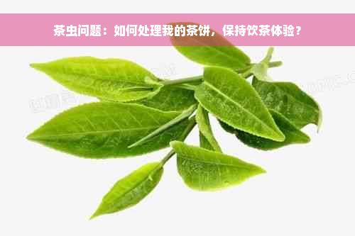 茶虫问题：如何处理我的茶饼，保持饮茶体验？