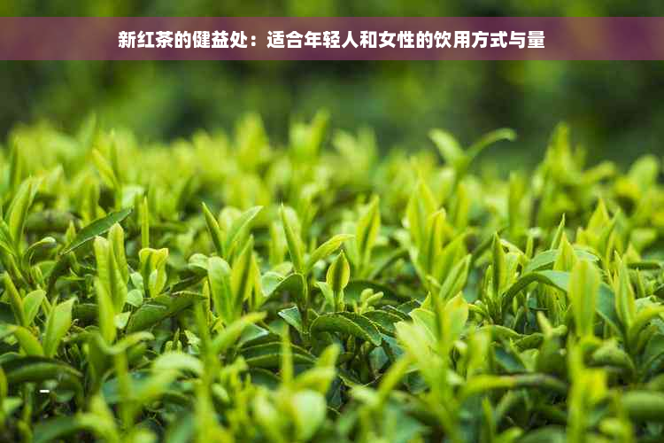 新红茶的健益处：适合年轻人和女性的饮用方式与量