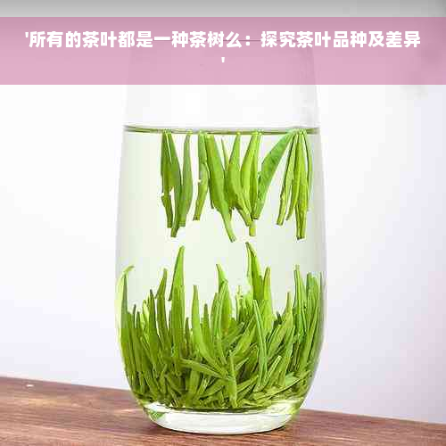 '所有的茶叶都是一种茶树么：探究茶叶品种及差异'