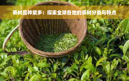 茶树品种繁多：探索全球各地的茶树分类与特点