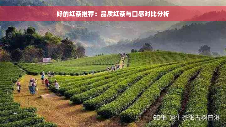 好的红茶推荐：品质红茶与口感对比分析