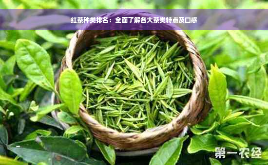 红茶种类排名：全面了解各大茶类特点及口感