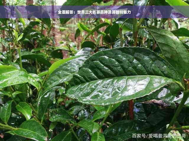 全面解答：世界三大名茶品种及其独特魅力