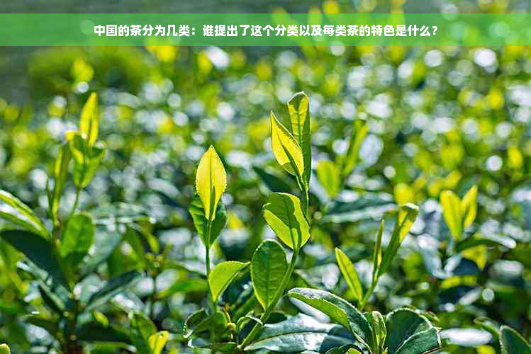 中国的茶分为几类：谁提出了这个分类以及每类茶的特色是什么？