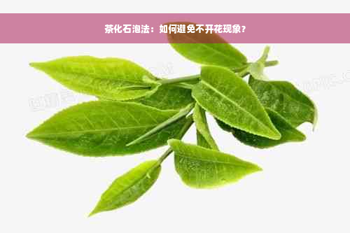 茶化石泡法：如何避免不开花现象？