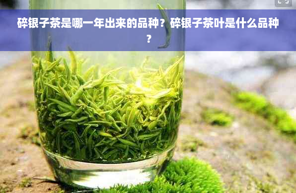 碎银子茶是哪一年出来的品种？碎银子茶叶是什么品种？