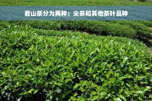 君山茶分为两种：尖茶和其他茶叶品种