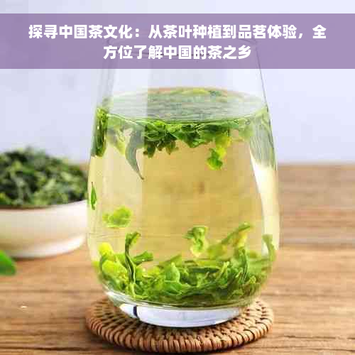 探寻中国茶文化：从茶叶种植到品茗体验，全方位了解中国的茶之乡