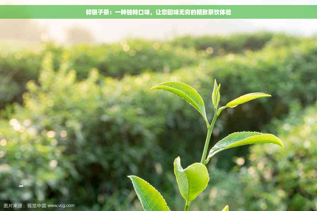 碎银子茶：一种独特口味，让您回味无穷的精致茶饮体验