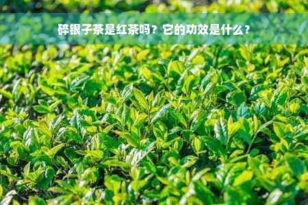 碎银子茶是红茶吗？它的功效是什么？