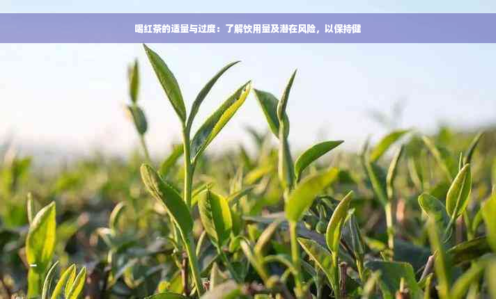 喝红茶的适量与过度：了解饮用量及潜在风险，以保持健