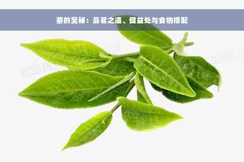 茶的奥秘：品茗之道、健益处与食物搭配