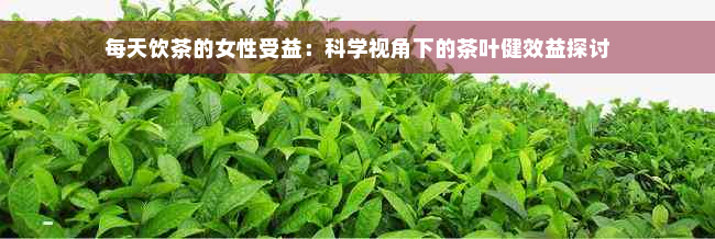 每天饮茶的女性受益：科学视角下的茶叶健效益探讨