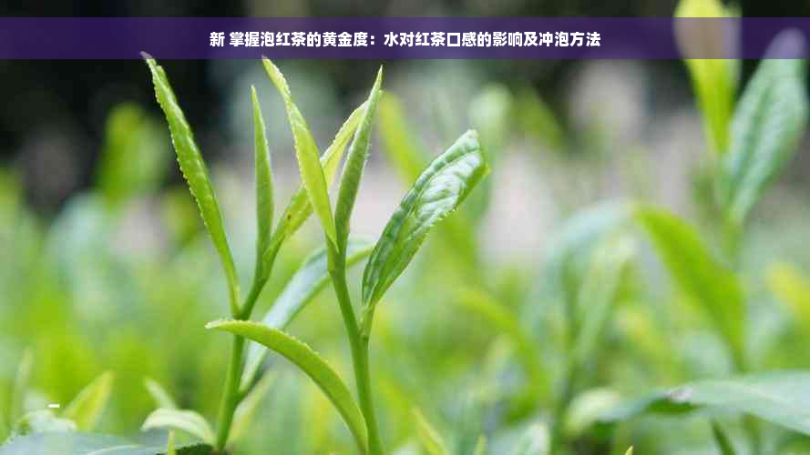 新 掌握泡红茶的黄金度：水对红茶口感的影响及冲泡方法