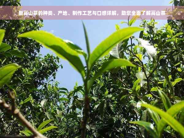 新高山茶的种类、产地、制作工艺与口感详解，助您全面了解高山茶