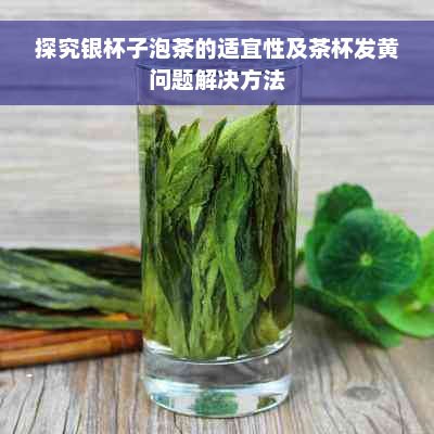 探究银杯子泡茶的适宜性及茶杯发黄问题解决方法