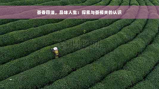 茶香四溢，品味人生：探索与茶相关的认识