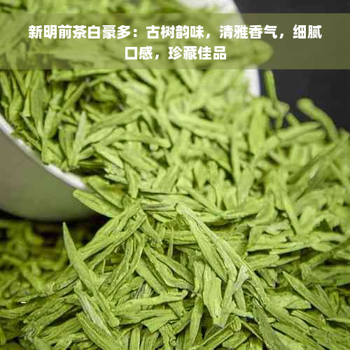 新明前茶白豪多：古树韵味，清雅香气，细腻口感，珍藏佳品