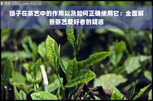 镊子在茶艺中的作用以及如何正确使用它：全面解答茶艺爱好者的疑惑