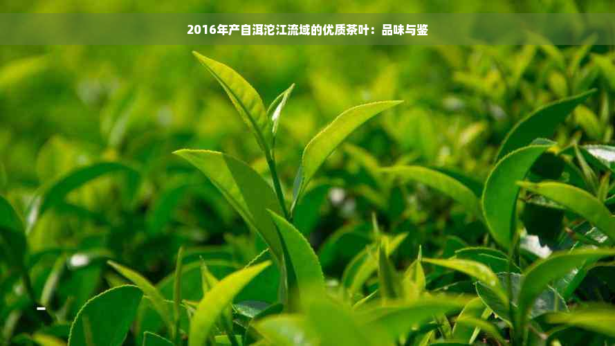 2016年产自洱沱江流域的优质茶叶：品味与鉴