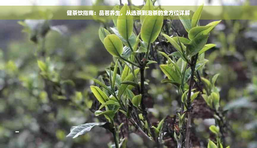 健茶饮指南：品茗养生，从选茶到泡茶的全方位详解