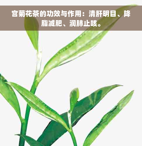 宫菊花茶的功效与作用：清肝明目、降脂减肥、润肺止咳。