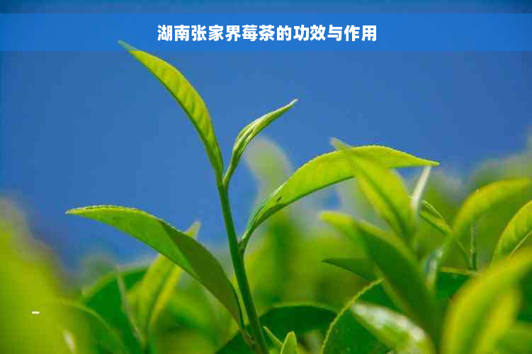 湖南张家界莓茶的功效与作用