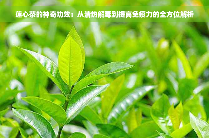 莲心茶的神奇功效：从清热解毒到提高免疫力的全方位解析