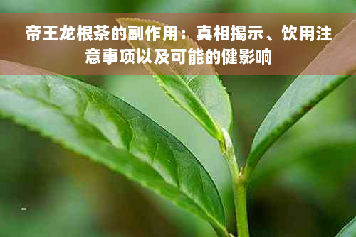 帝王龙根茶的副作用：真相揭示、饮用注意事项以及可能的健影响