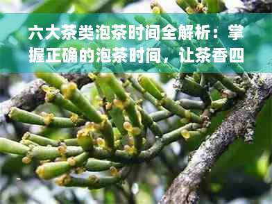 六大茶类泡茶时间全解析：掌握正确的泡茶时间，让茶香四溢