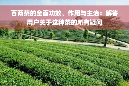 百两茶的全面功效、作用与主治：解答用户关于这种茶的所有疑问