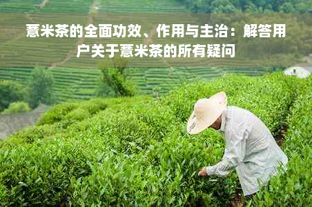 薏米茶的全面功效、作用与主治：解答用户关于薏米茶的所有疑问