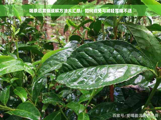 喝茶后胃痛缓解方法大汇总：如何避免与减轻胃痛不适