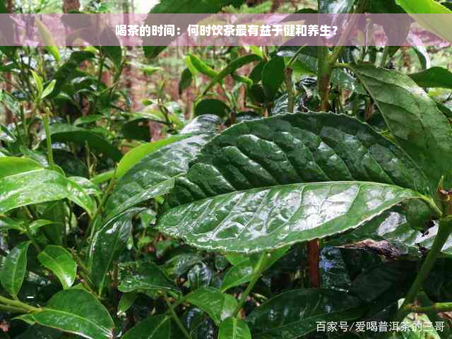 喝茶的时间：何时饮茶最有益于健和养生？