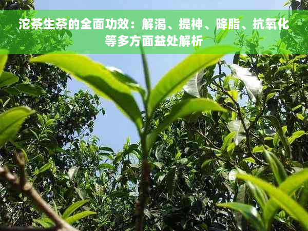 沱茶生茶的全面功效：解渴、提神、降脂、抗氧化等多方面益处解析