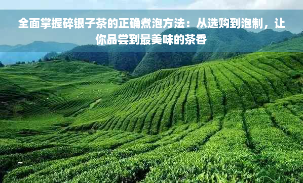 全面掌握碎银子茶的正确煮泡方法：从选购到泡制，让你品尝到最美味的茶香