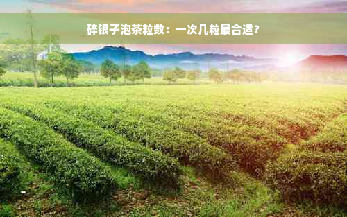 碎银子泡茶粒数：一次几粒最合适？