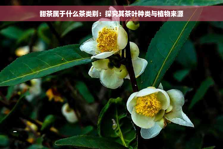 甜茶属于什么茶类别：探究其茶叶种类与植物来源